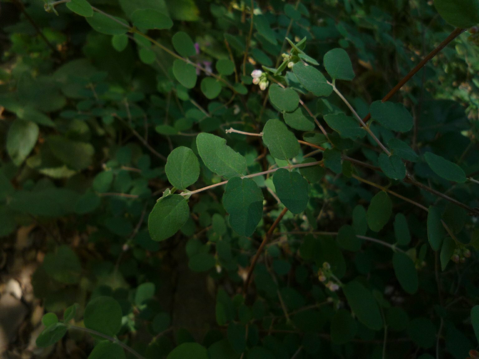 High Resolution Symphoricarpos mollis Leaf